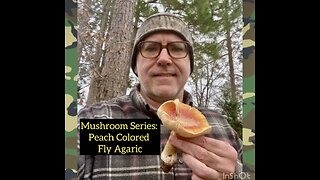 Mushroom Series: Peach Colored Fly Agaric