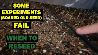 Results & Updates from Pre-Soaking Old Seeds | Some Experiments Fail - Knowing When to Reseed