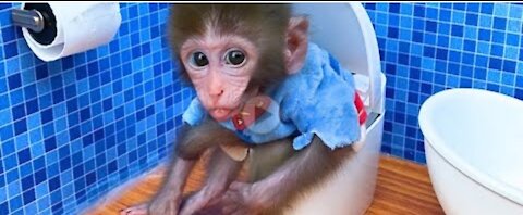 Baby monkey Bon Bon go to the toilet and playing with the puppy So cute