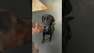 [Shorts 0194] BUTCH [#dogs #doggos #doggies #puppies #dogdaycare #shorts]