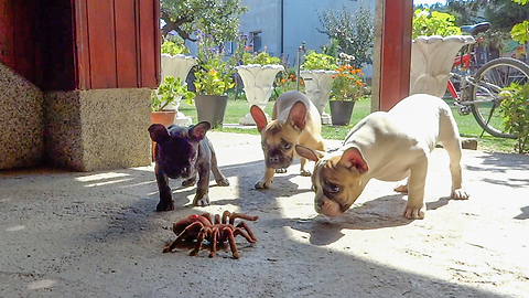 French Bulldog puppies take on robot spider
