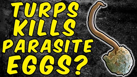 Can Turpentine Kill Parasite Eggs?