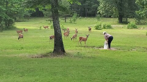 Deer Friends in Arkansas