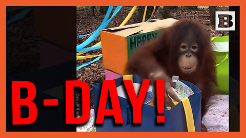 Monkeying Around! Orangutan in Richmond Zoo Has Birthday Bash