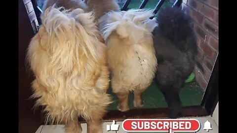#shorts Chow Chow Dog Living in South Africa Num: 27 #chowchowpuppies #chowchowdog #southafricachows