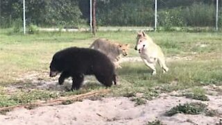 Un ours, un lion et un loup s'amusent ensemble