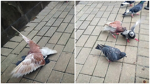 Angry pigeon