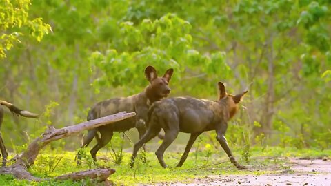 Wild dogs also fight with their mates for food