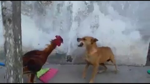 ROOSTER X DOG. 🐕🐓