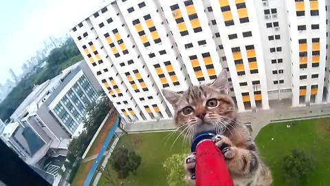 Helpless kitten on a ledge saved by rescue officer