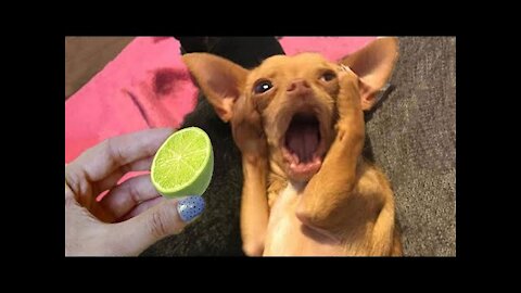 Super Funny Dog Videos compilation