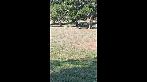 Prairie Dog show(Canadian campground,Oklahoma)