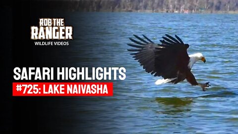 Safari Highlights #725: 10 & 11 Sep 2022 | Lake Naivasha/Zebra Plains | Latest Wildlife Sightings