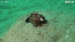 Un poulpe recrache des restes de crabe