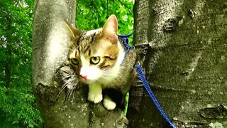 Kitten in a Tree