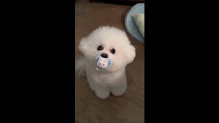 Cute & Funny Puppies Videos That Are IMPOSSIBLE Not To Aww At & | Cute Puppies