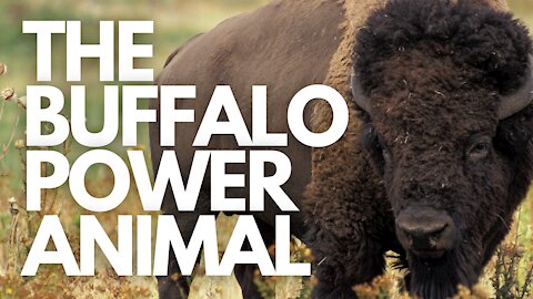 The Buffalo Power Animal