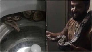 2-meter-long snake found in washing machine