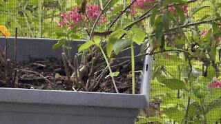 Baby Brown Anole Falls in Paradise- 10/6/2021- 4K