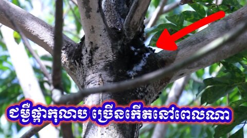 អ្វីទៅជាជម្ងឺផ្កាកុលាប (Pink Disease) / What is Pink Disease on rubber tree ?