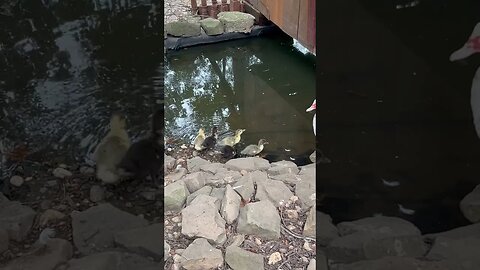 Baby ducklings mad dash for the water, drinks, then diving in for a swim! #ducklings #babyanimals