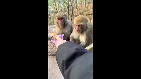 very intelligent monkey video