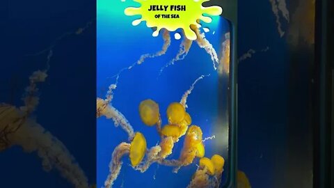 4 Types of Jellyfish