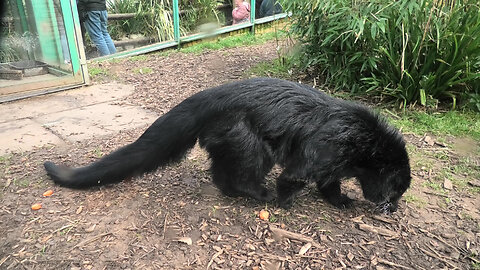 Otters not thrilled about their strange new roommate