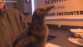 SeaWorld San Diego welcomes new king penguin