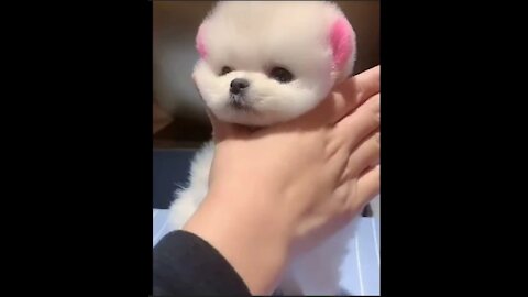 Cute and Funny Dogs Videos Compilation 2021_ Part _10