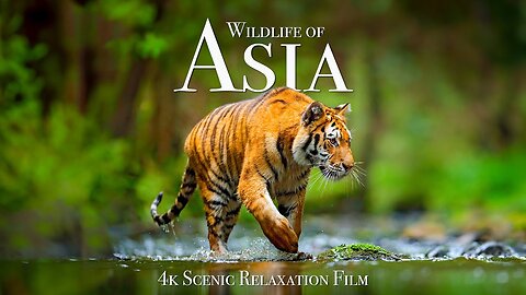 Wildlife of Asia 4K - Scenic Animal Film With Inspiring Music