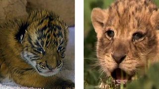 Lions vs Tigers