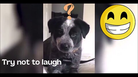 🐶 Funniest Dogs and 😻 Cats - Funny pet videos.