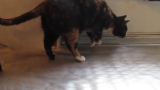 Plastic Mat Shocks A Jumping Cat