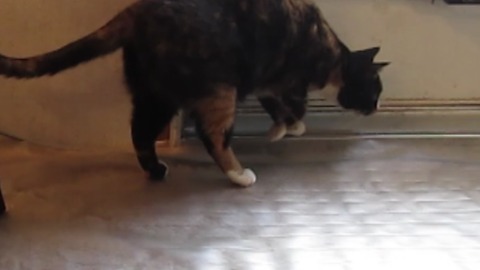 Plastic Mat Shocks A Jumping Cat