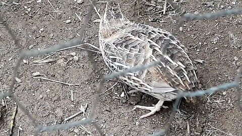 codorna é uma ave pequena Coturnix japonica