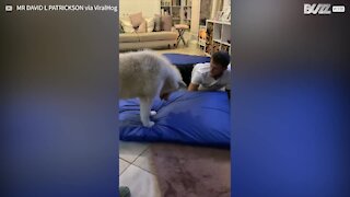 Husky flips out at squeaky toy under bed