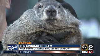 Friday is Groundhog Day!