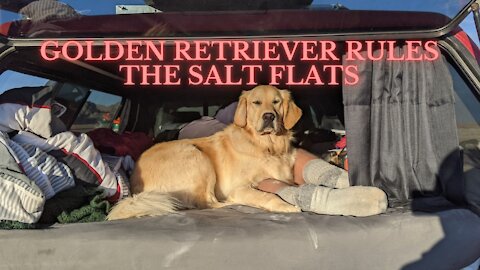 Living with a needy Golden Retriever in the Bonneville Salt Flats