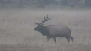 Bull Elk Strolling through his herd!