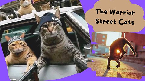 street Warior Cats