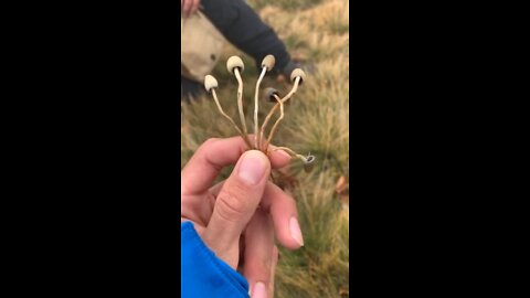 Magic Mushrooms Hunt. Liberty Caps in the Wild