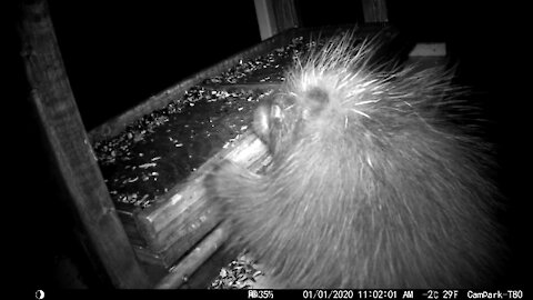 Baby Porcupine Going For the Bird Seed