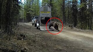 Amazing Moments Wild Animals Being Freed Caught On Camera