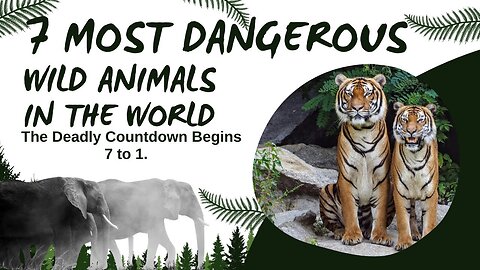 7 Most Dangerous Animals - Most Dangerous Wild Animals - Dangerous Wild Animal - Wild Animal