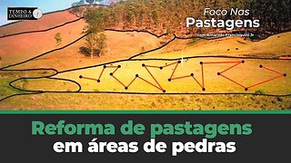 Reforma de pastagens em áreas de pedras. Saiba como fazer em Foco nas Pastagens