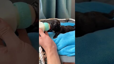 feeding a cute new born puppy #short #puppy #doglover #dogsofinstagram #cute