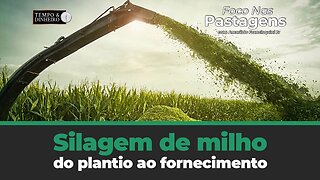 Silagem de Milho: do plantio ao fornecimento. Entenda agora com Foco nas Pastagens