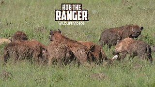 Hyenas Feast On A Buffalo | Maasai Mara Safari | Zebra Plains