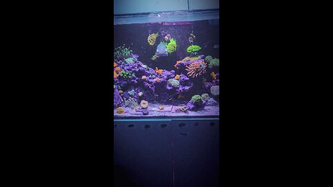 Reef tank